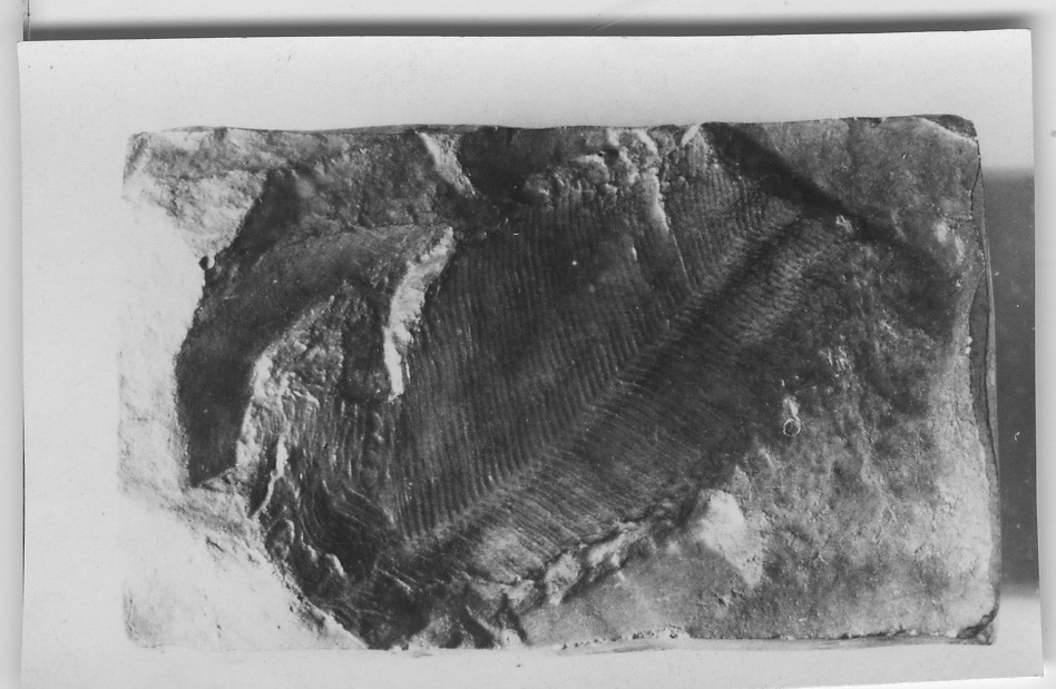 'Fiskfossil, bild på gipsavgjutning. Bild även i monter 319. :: Från låda 465 i geologmagasinet på Göteborgs Naturhistoriska museum.'