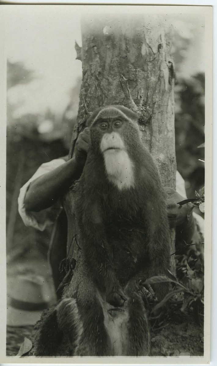 'M'Punga-apa, hane. Upphållen av en människa, framför ett träd. ::  :: Serie fotonr 983-996'