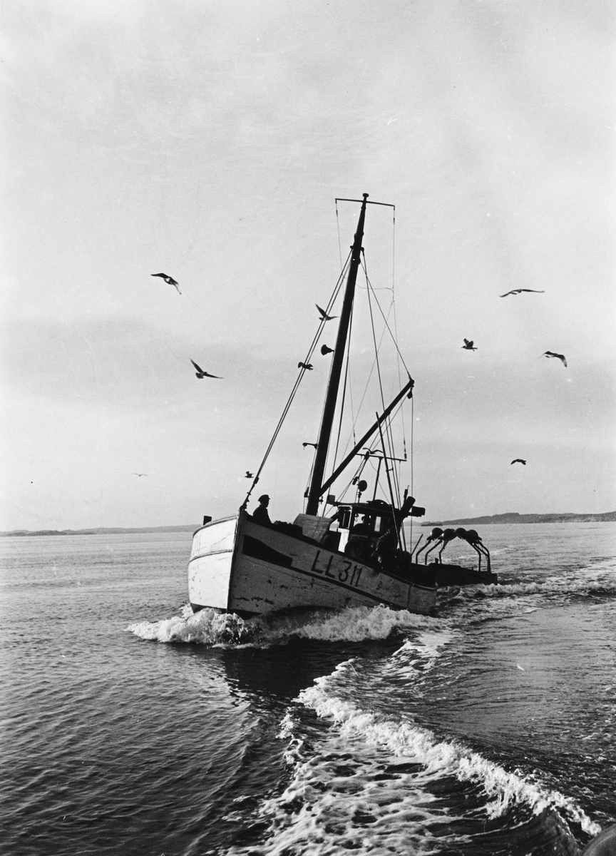Fiskebåten LL 311 NAJADEN från Skalhamn, Lysekil