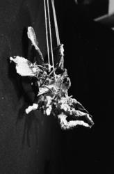 Nationaltheateret. "Amadeus" Scenemodell 1/12-80