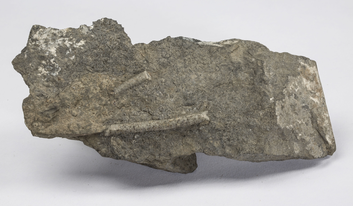 Fossil
SJØLILJESTILKER, ORDOVICIUM