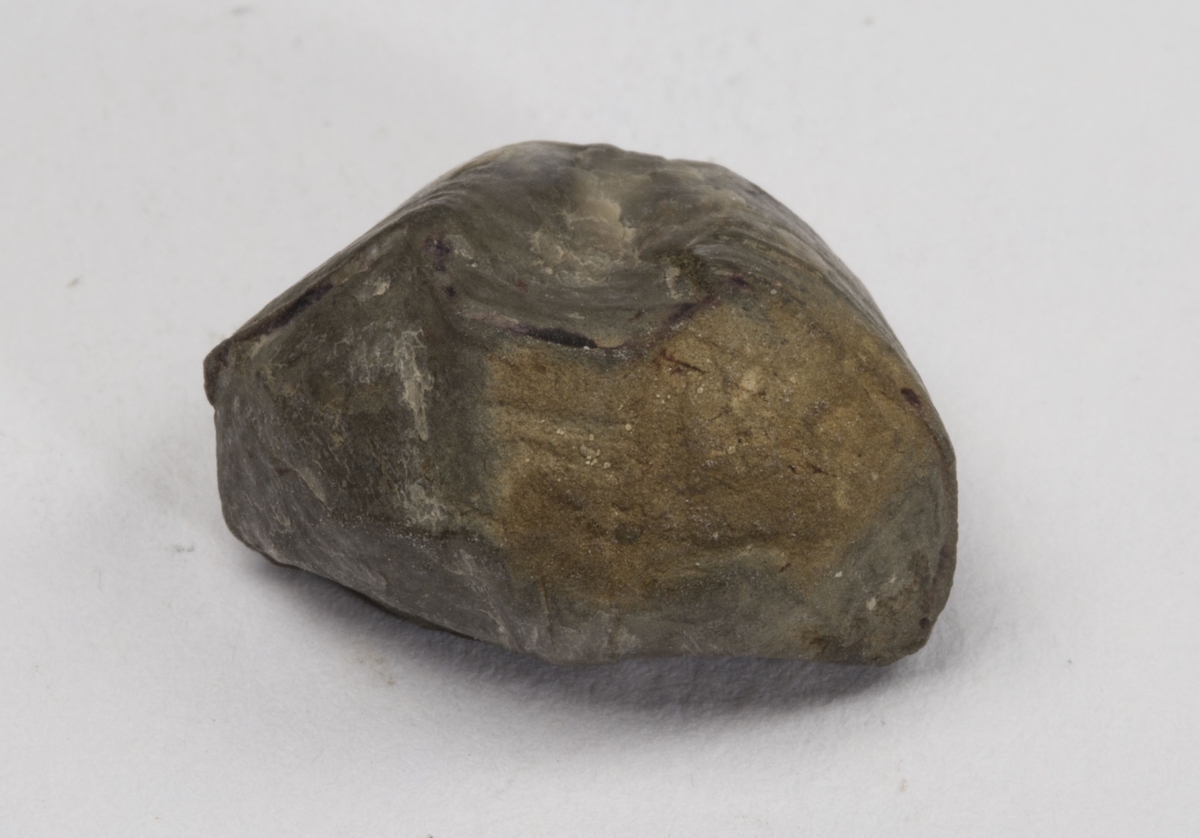 Fossil
OSTRACODE, SILUR
