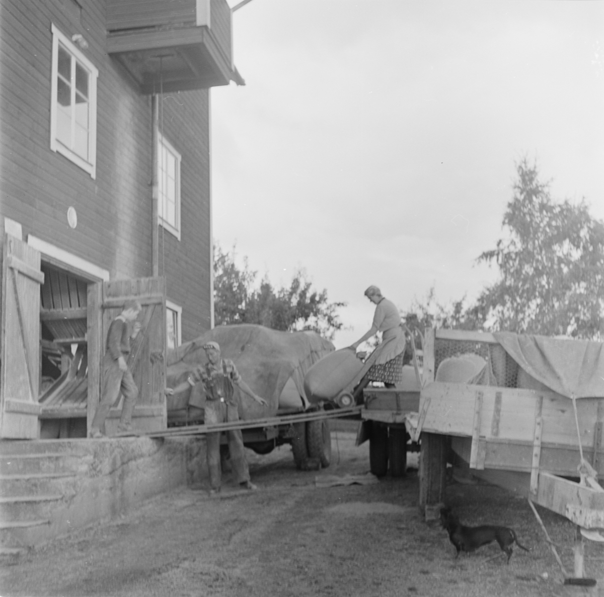 Arbete vid kvarnen i Hjälstaby, Uppland 1961