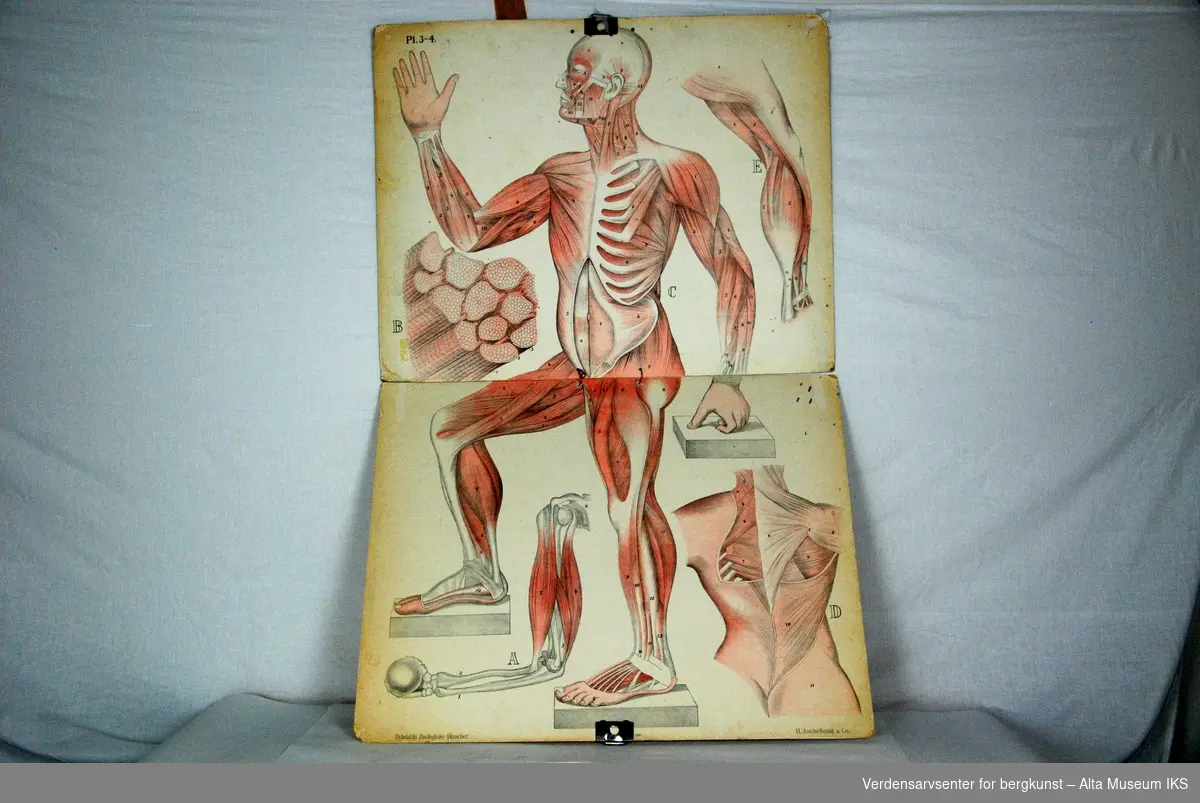 Skjelett, muskler, innvoller.
Mennesklig anatomi