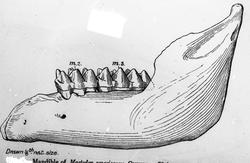 Dr. Johan Kjær: Elefanter og mammutter