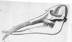 Dr. Johan Kjær: Elefanter og mammutter