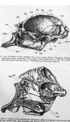 Dr. Johan Kjær: Elefanter og mammutter