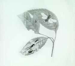 Insekter som angriper fruktplanter