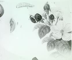 Insekter som angriper fruktplanter