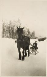 Hest og kvinne på slede.