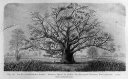 Plantegeografie. Hanna Resvoll-Holmsen 23/3 22.