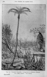 Plantegeografie. Hanna Resvoll-Holmsen 23/3 22.