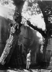 Pesten i Oporto o.l.