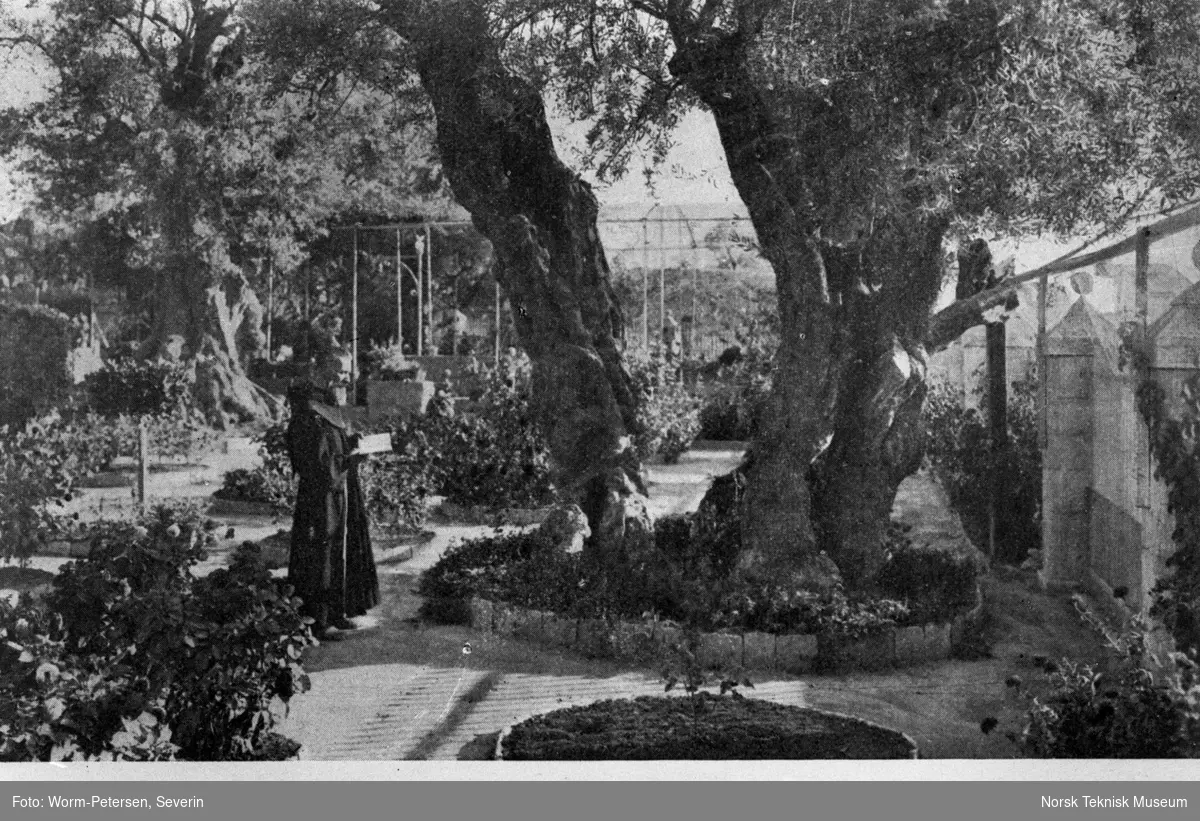 Getsemane hage, Jerusalem.