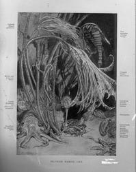 Dr. O. Holtedahl.  Febr. 1916