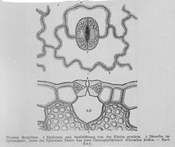 Plantens ernæring o.a. botan.