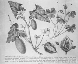 Plantens ernæring o.a. botan.