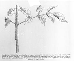 Plantens ernæring o.a. botan.