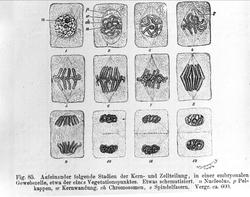 Plantens ernæring o.a. botan.