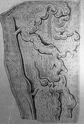 Varicen des ... Fig. 24.