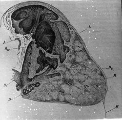 Store Caverner i Overtapperne (Lungens?). Fig. 68.