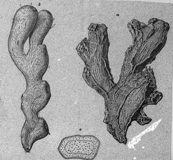 Handelsgymnasiet okt 1904 Botanik