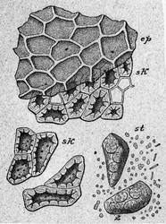 Handelsgymnasiet okt 1904 Botanik