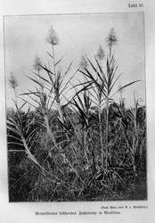 Landbrukshøgskolen, Prof. Christie