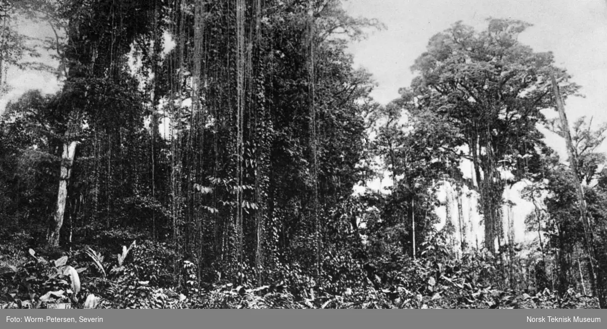 Skog i Costa Rica