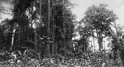Skog i Costa Rica