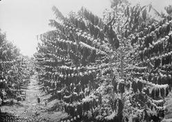 Kaffeplantasje, Costa Rica