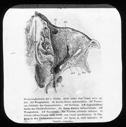 Anatomi; Øyet. Øyehulen, nederste vegg.