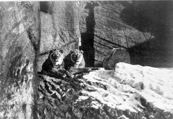 Hagenbeck’s dyrehave i Hamburg, løver