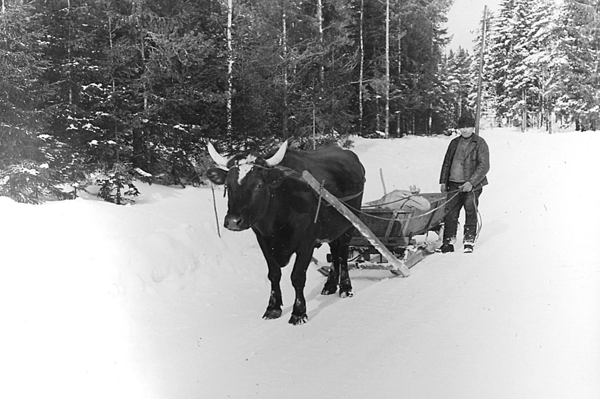 Kvarnskjuta, oxe med släde, en man.
Trösslingstorp.
Vinterbild.
Mars 1945.