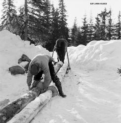 Klargjøring av hankevending i Vestre Gausdal i Oppland vinte