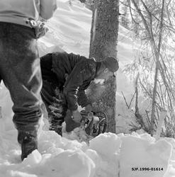 Felling av blinket grantre med motorsag i Vestre Gausdal vin