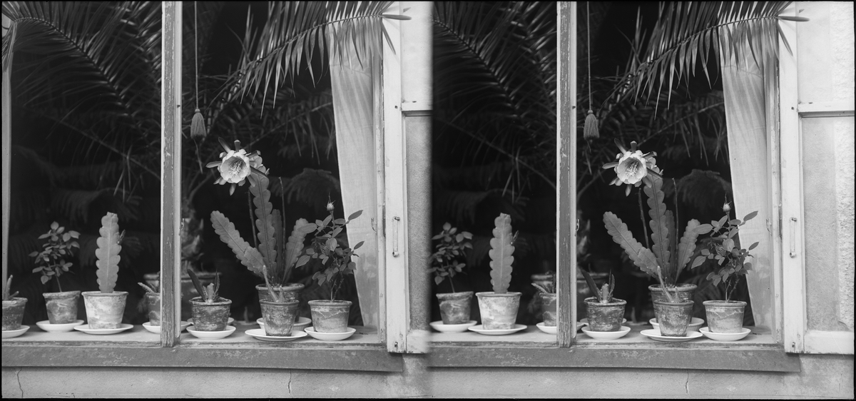 Stereonegativ av fönster med blommor i. Troligen Thorvald Gehrmans hus, Hedemora.