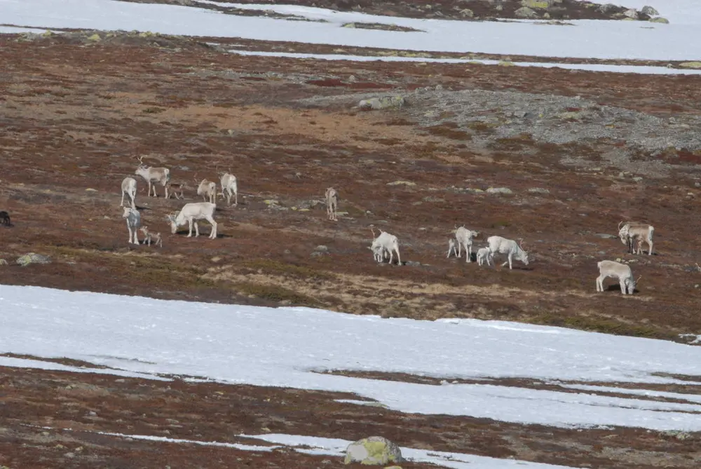 Rein som beiter i fjellet