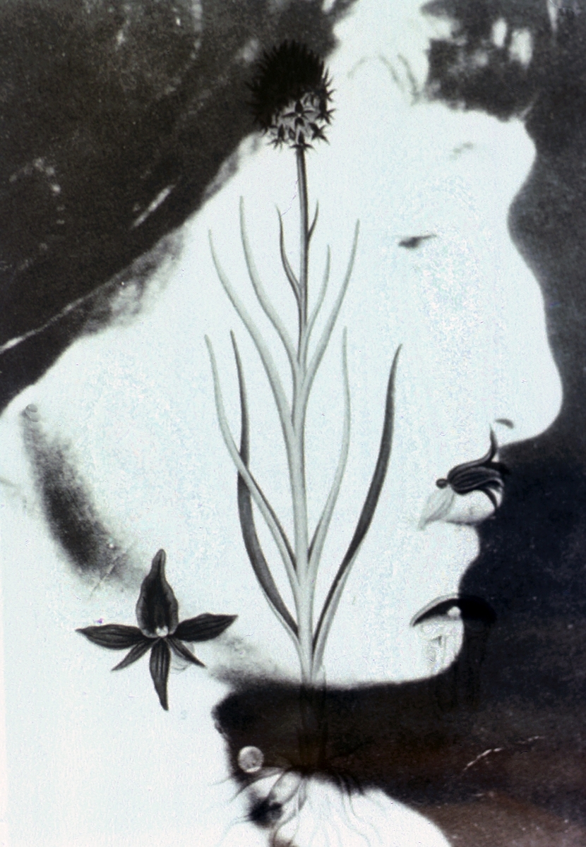 Verket fremstiller Anna Akhmatova (1889-1960). Hun var poet og en av Russlands mest anerkjente fra sin samtid. 
Planten som er avbildet kalles "Svart Kurle" (Nigritella nigra) og er svært sjelden i Norge og resten av Europa.