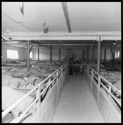 Gravdal gård. Grisehuset, slakteavdeling.