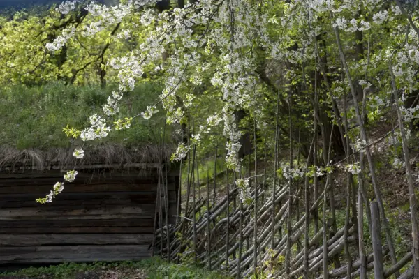 Blomstrende trær, skigard og tømmerbygning i Friluftsmuseet.