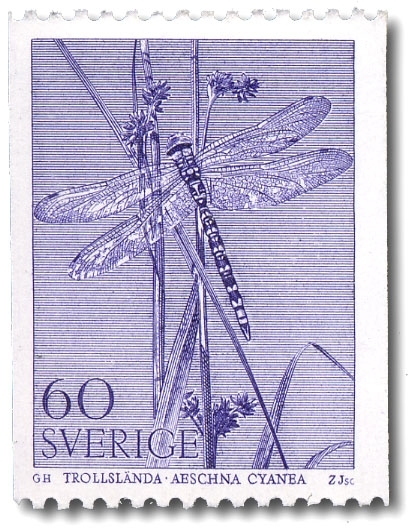Trollslända, Sveriges största art, ca 75 mm.