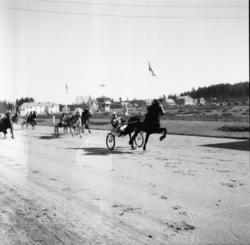 Vardens arkiv. "Klosterskogens vårløp. Vinner nr. 10, 
Gran