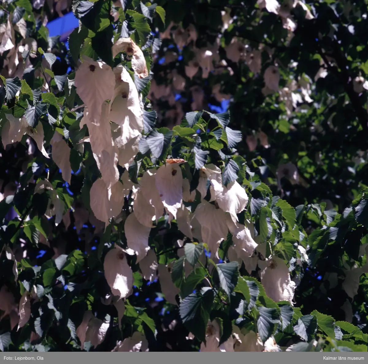Näsduksträdet blommar vid Rådhuset i Kalmar.