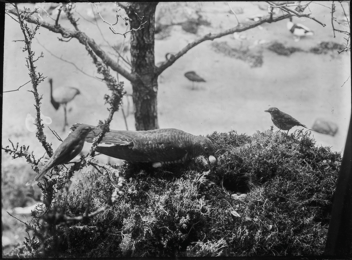 Diorama från Biologiska museets utställning om nordiskt djurliv i havs-, bergs- och skogsmiljö. Fotografi från omkring år 1900.
Biologiska museets utställning
Gök
Cuculus Canorus (Linnaeus)