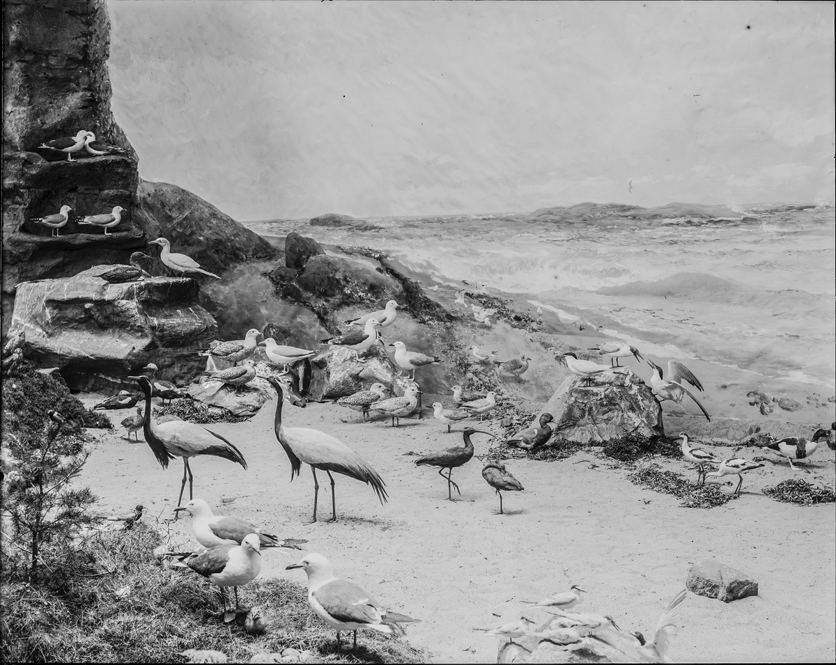 Diorama från Biologiska museets utställning om nordiskt djurliv i havs-, bergs- och skogsmiljö. Fotografi från omkring år 1900.
Biologiska museets utställning
Trana
Grus Grus (Linnaeus)