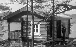 Tømmerhytte under bygging ved Furuholmen i Varteig sommeren 