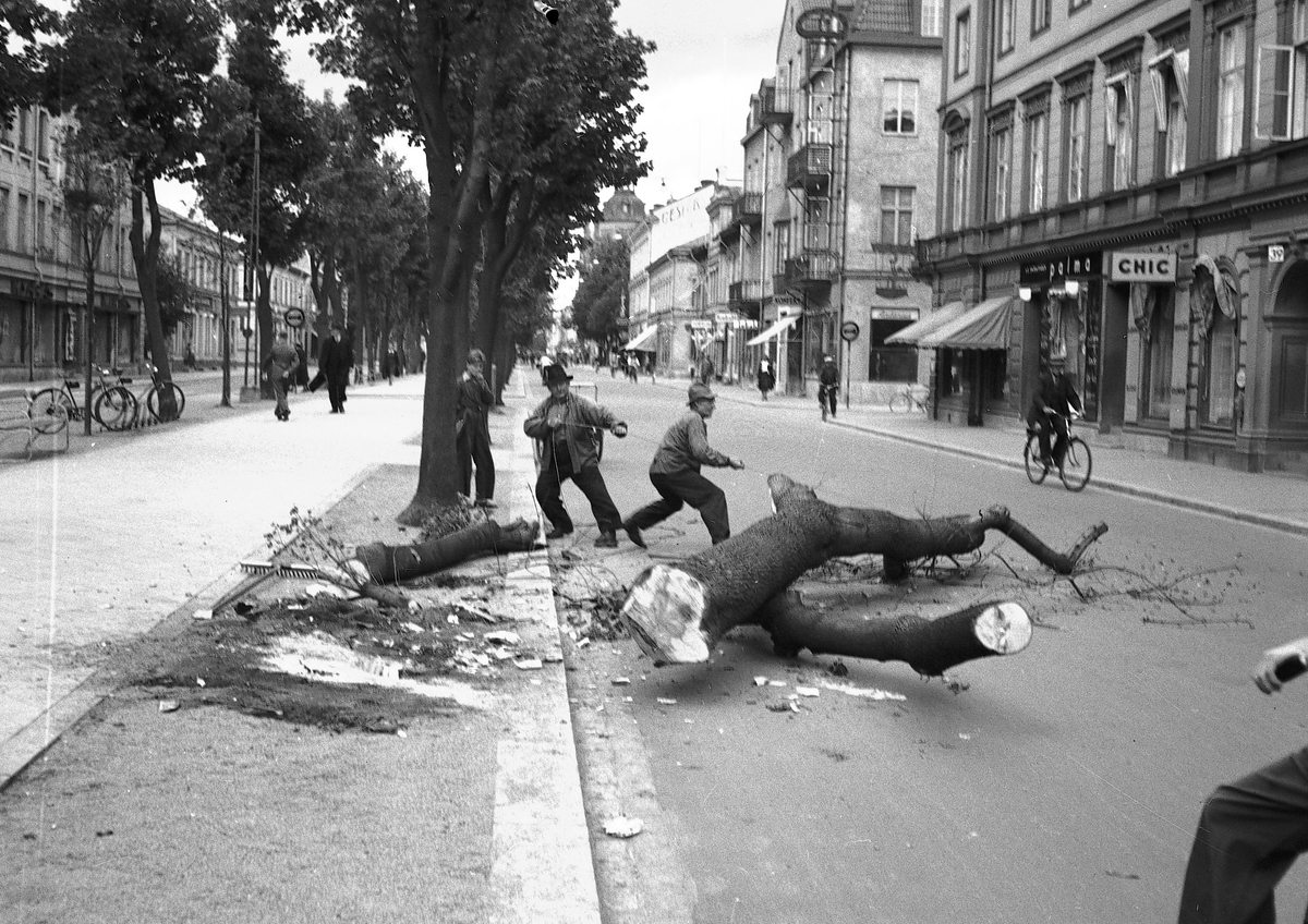 Män som fäller träd med såg. Augusti 1940. "Gefle Dagblad"