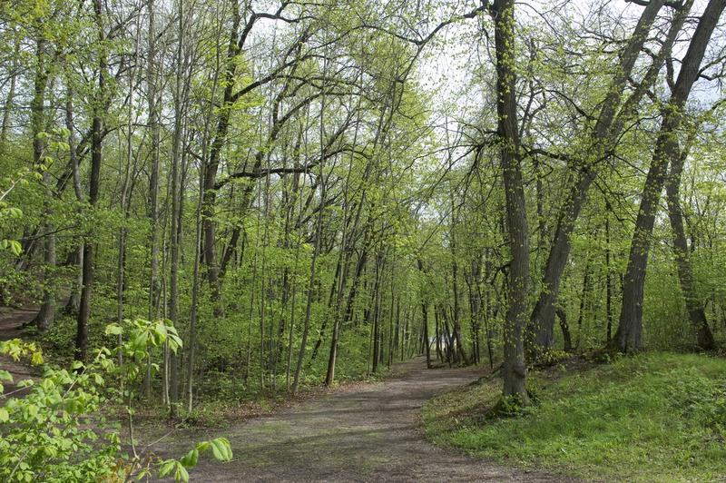 En bred grusvei gjennom skogen. 