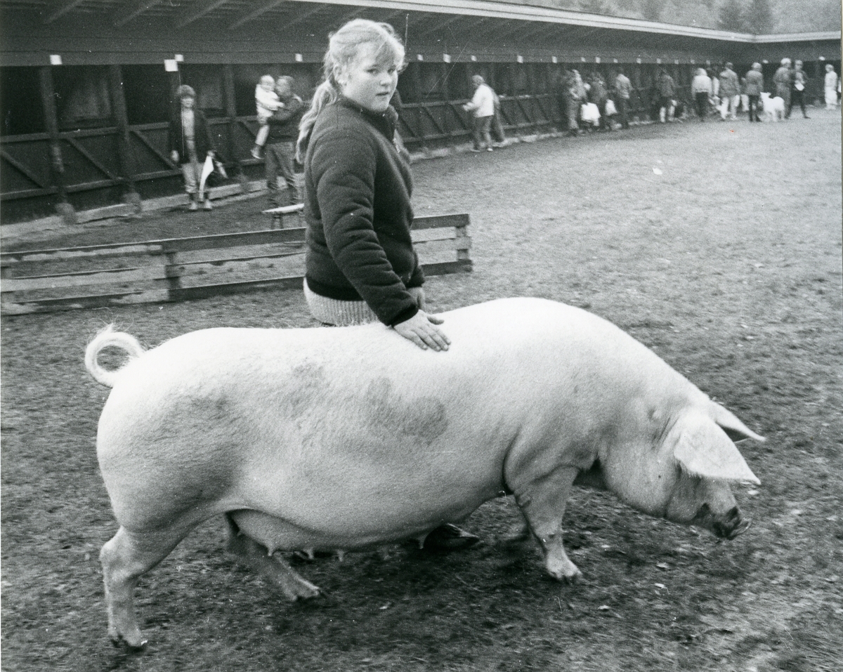 Ann Sophie Myklebust med grisen 1278 Mykle.